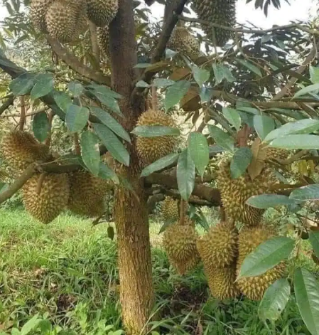 df1c5cf9131dbad1e0a0625a5b585063.png df1c5cf9131dbad1e0a0625a5b585063.png