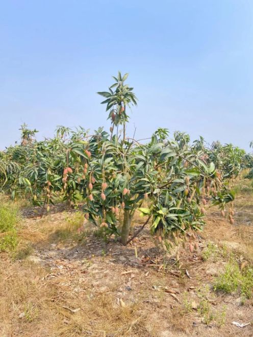 15517a44f7b418bb0155002cf83e1be4.png 15517a44f7b418bb0155002cf83e1be4.png